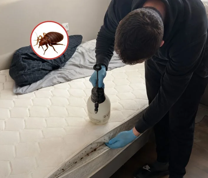 Technicien traitant un matelas contre les punaises de lit à Authon-la-Plaine